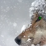 wolf_winter_wordpress_themes_sale_2020_january-1170x580