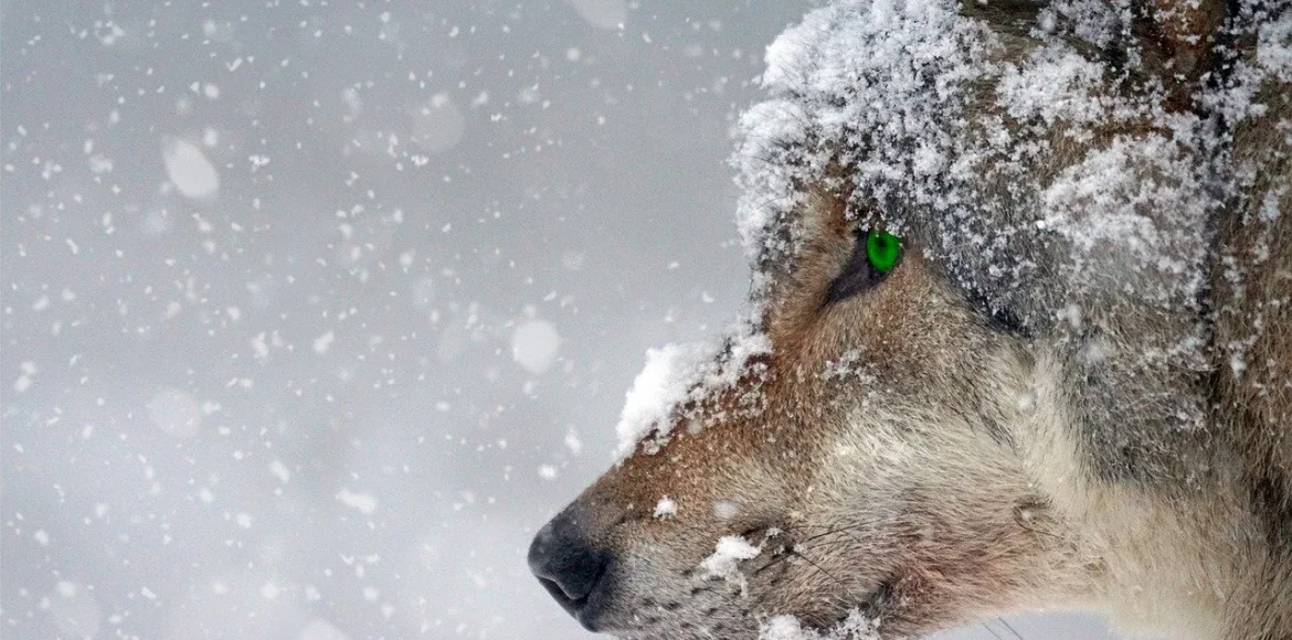 wolf_winter_wordpress_themes_sale_2020_january-1170x580